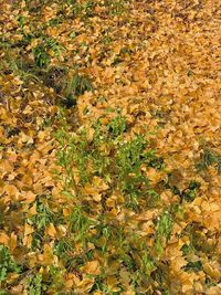 High angle view of yellow flowering plants on field