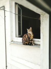 Cat sitting on window sill