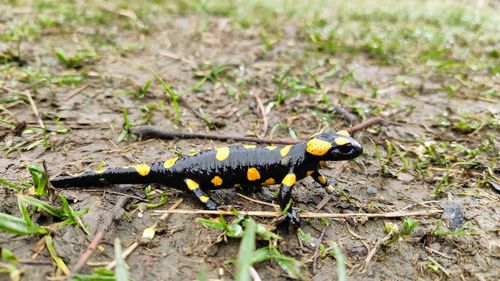 Close-up of fire salamander on trail