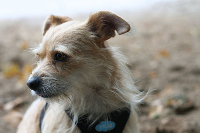 Close-up of dog looking away