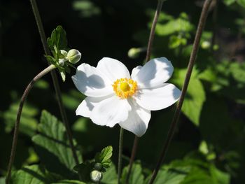 Close-up of white flowering plant