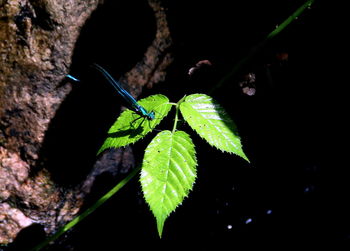 Close-up of insect on plant at night