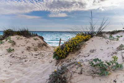 Scenic view of beach against sky