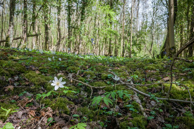 View of trees in forest