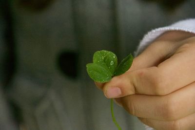 Close-up of hand holding leaf