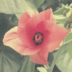 Close-up of pink flower