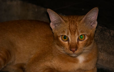 Portrait of ginger cat