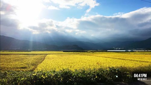 Scenic view of field against sky