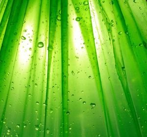 Full frame shot of raindrops on palm leaf