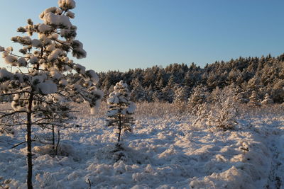 Trees against clear sky