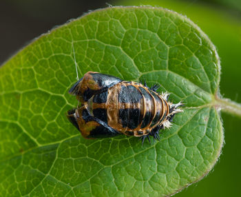 Close-up of insect on leaf