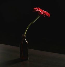 Close-up of flower vase against black background