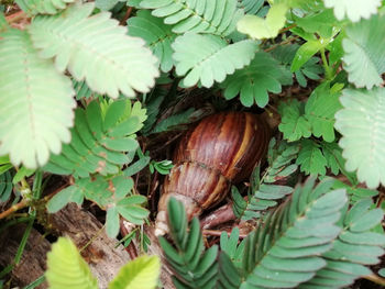 Close-up of snail on leaves