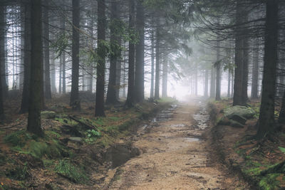 Trees in forest