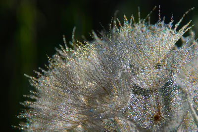 Close-up of wet plants during winter