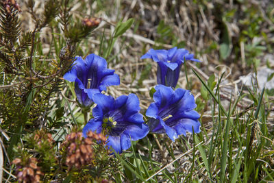 Close-up of purple crocus flowers on field