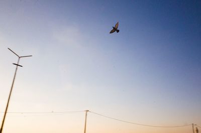 Low angle view of bird flying in sky