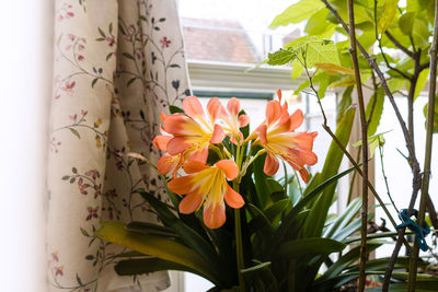 Close-up of orange flowering plant against window