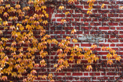 Full frame shot of yellow flowering plants by wall