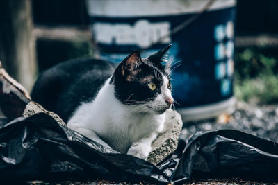 Close-up of a cat looking away