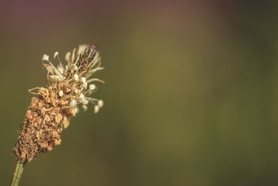 Close-up of wilted plant