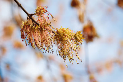 Close-up of dry leaves on branch