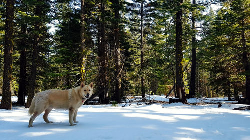 Dog on snow covered trees against sky