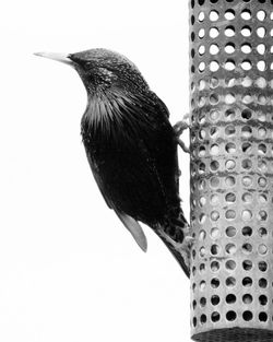 Low angle view of bird perching against clear sky