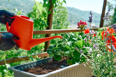 Hands of a man watering with watering can the ground in flower pot with geraniums just planted