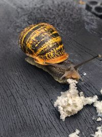 High angle view of snail on wood