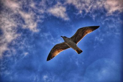 Low angle view of eagle flying in sky