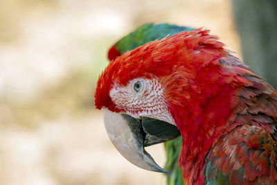 Close-up of a parrot