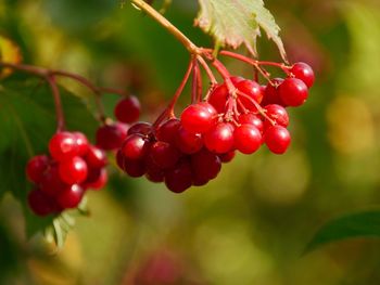 Close-up of red berries growing on tree