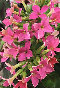 Close-up of pink flowers blooming outdoors