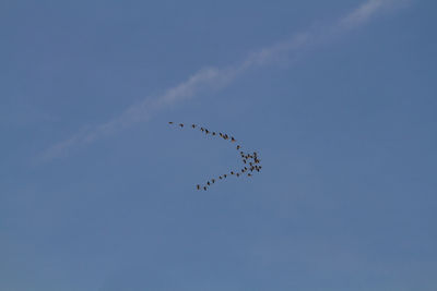 Low angle view of birds flying against sky