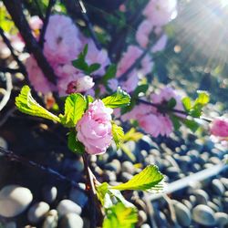 Close-up of pink flowers blooming outdoors