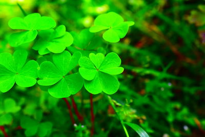 Close-up of fresh green plant