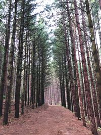 Dirt road amidst trees in forest