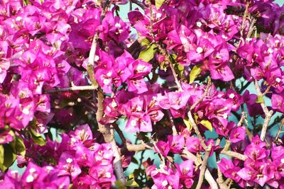 Close-up of pink flowering plants