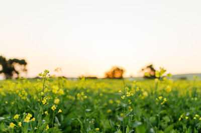Yellow flowering plants on field against clear sky