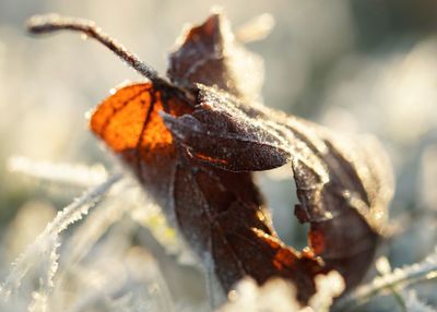 Close-up of lizard on plant