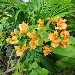 Close-up of yellow flowering plants