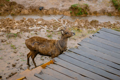 High angle view of deer standing on field