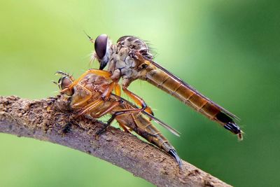 Close-up of insect on branch