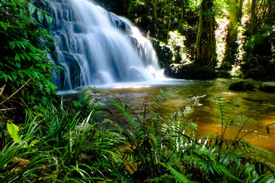 Scenic view of waterfall in forest