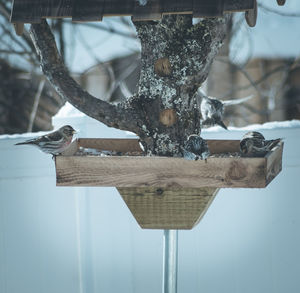 Birds on wooden structure during winter