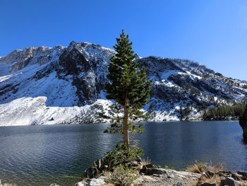 Tree growing on lakeshore against snowcapped mountain