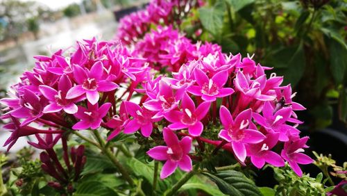 Close-up of pink flowers blooming outdoors