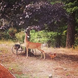 Dog standing on tree trunk