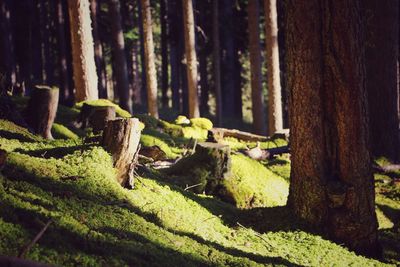 Close-up of moss growing on tree trunk